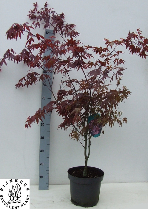 <h4>ACER PA ATROPURPUREU</h4>
