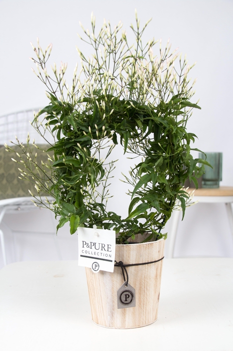 <h4>Jasm Poly Boog Hout</h4>