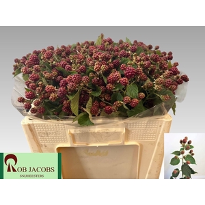 RUBUS FR CHESTER