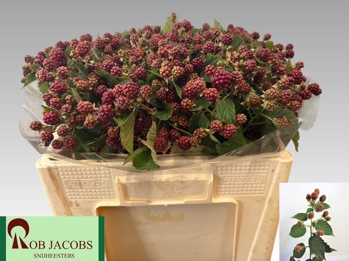 <h4>RUBUS FR CHESTER</h4>