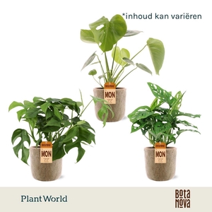Monstera Mix in Bryan keramiek