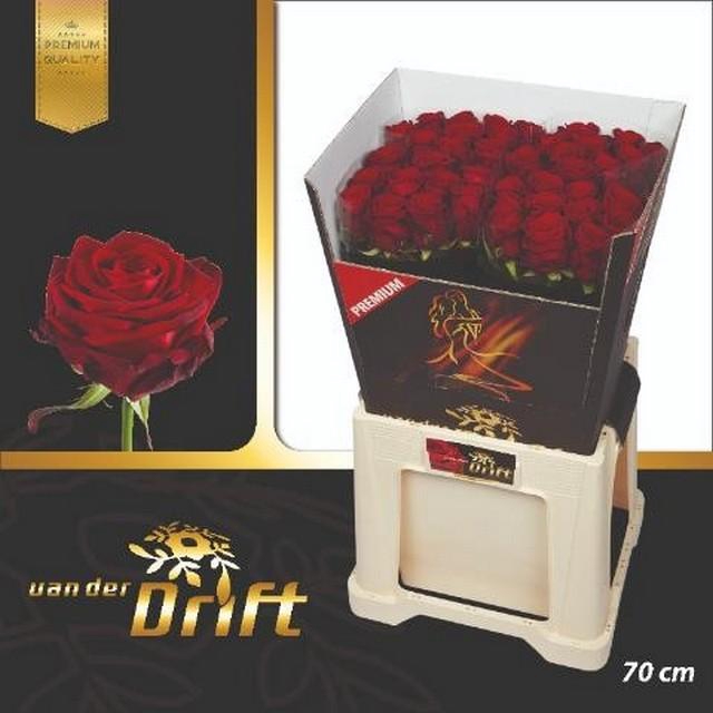 <h4>Rosa large red naomi! Premium Drift</h4>