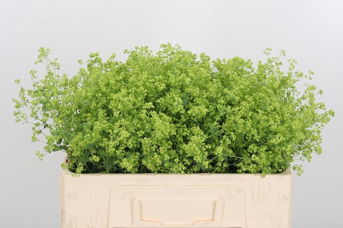 <h4>Alchimella Robusta</h4>