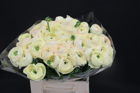 <h4>Cloni Extra Vanilla</h4>