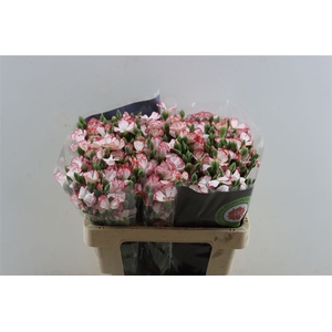 Dianthus Spray Symply Strike