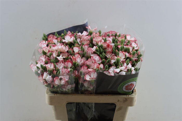 <h4>Dianthus Spray Symply Strike</h4>