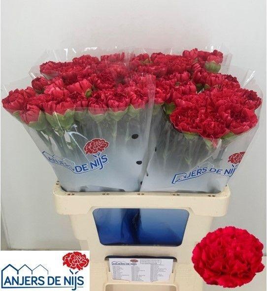 <h4>DI ST JUNO+</h4>