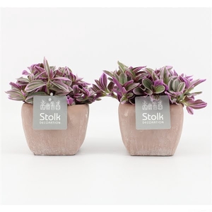 Tradescantia Sweetness 10,5 in vierkant Terracotta pot