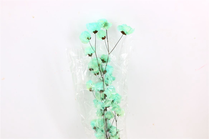 Dried Bougainvillea 55cm Turquoise Bunch