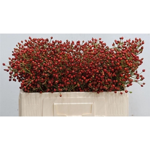 Rosa F Autumn Splash