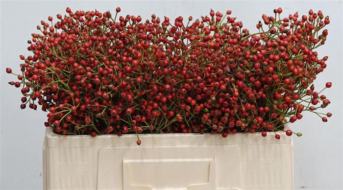 <h4>Rosa F Autumn Splash</h4>