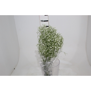 GYPSOPHILA DYNAMIC LOVE 070 CM