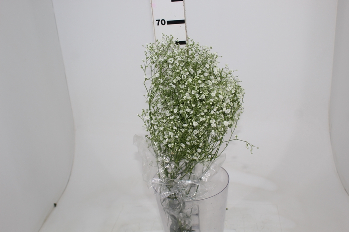 <h4>GYPSOPHILA DYNAMIC LOVE 070 CM</h4>