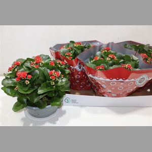 Kal Ge Don Justino Red