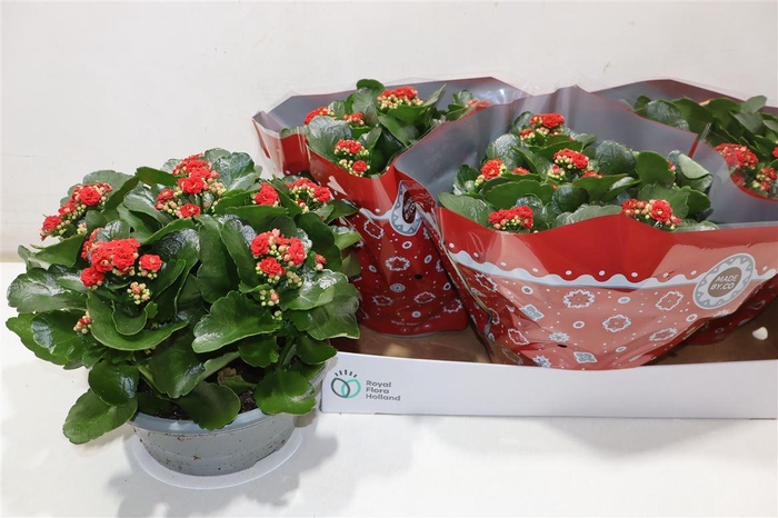 <h4>Kal Ge Don Justino Red</h4>