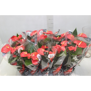 ANTHURIUM ESUDO P12