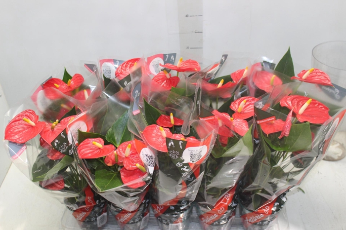 <h4>ANTHURIUM ESUDO P12</h4>