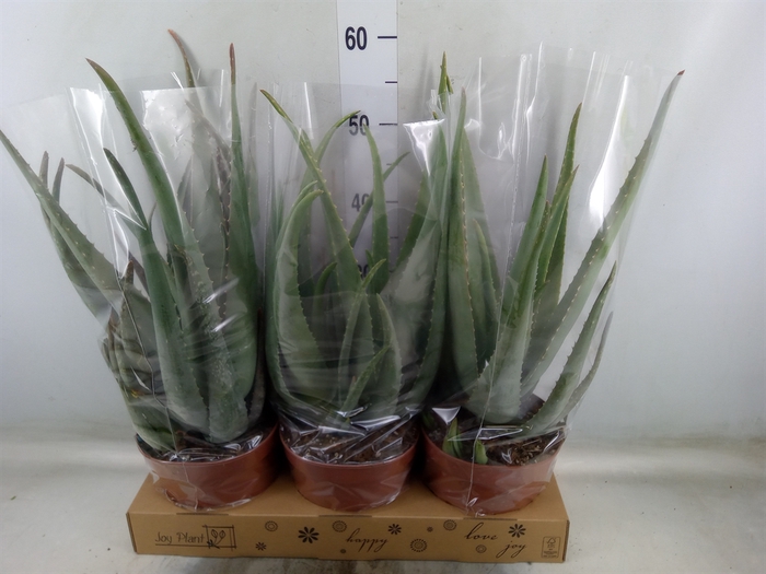 <h4>Aloe vera</h4>
