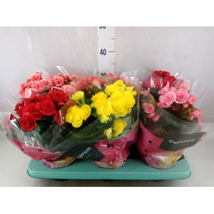 Begonia elat. DU   ...mix