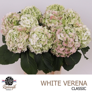 HYDR M CH WHI VER CL