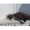 CALLU BL LAURA