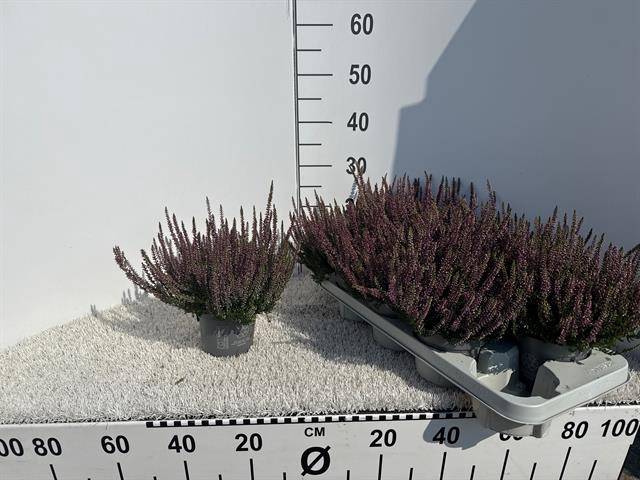 CALLU BL LAURA