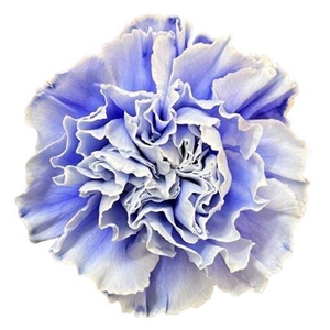 Di St Molly Pastel Lilac
