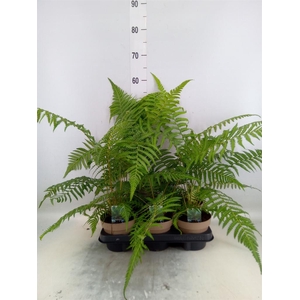 Dicksonia antarctica