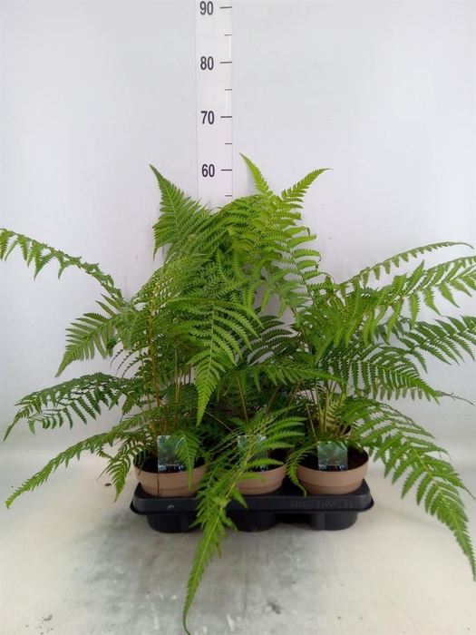 <h4>Dicksonia antarctica</h4>