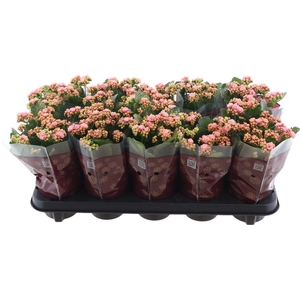 Kal Ge Perfecta Pink