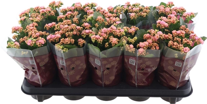 <h4>Kal Ge Perfecta Pink</h4>