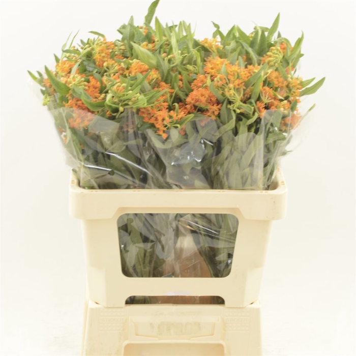 <h4>Asclepias Tuberosa</h4>