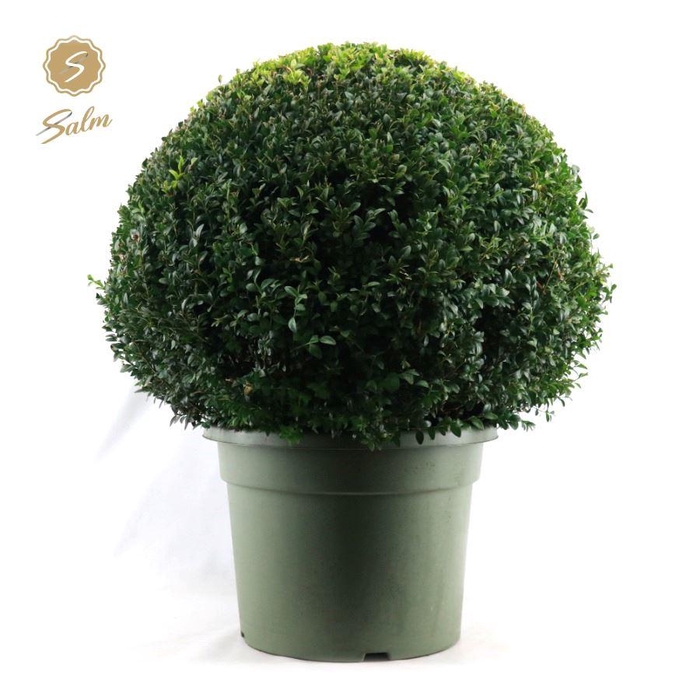 <h4>Buxus semp. Ball Ø75cm P45</h4>