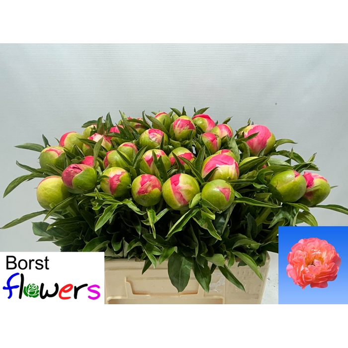 <h4>PAEO CORAL SUNSET</h4>