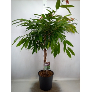 Ficus binn. 'Amstel King'