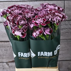 Dianthus ST 'Minerva'