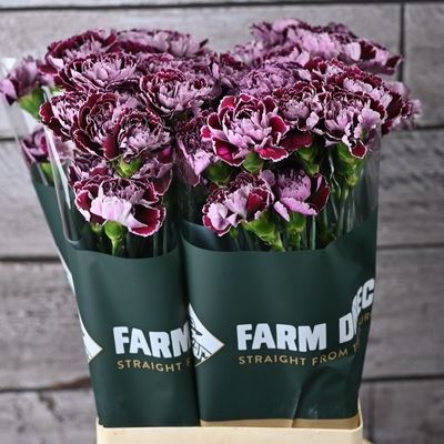 <h4>Dianthus ST 'Minerva'</h4>