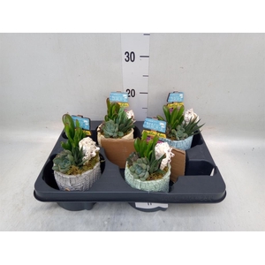 Arr.  Succulents L%