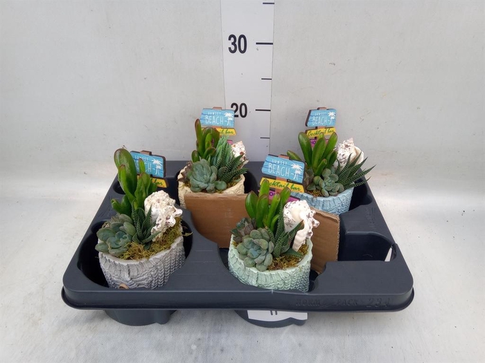<h4>Arr.  Succulents L%</h4>