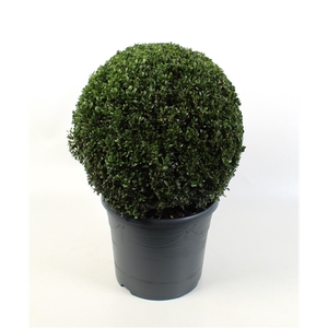 Buxus sempervirens 40-45cm Bol