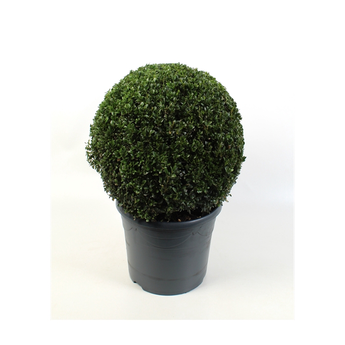 <h4>Buxus sempervirens 40-45cm Bol</h4>