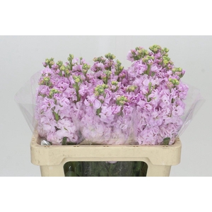 Matthiola Iron Cherry Blossom