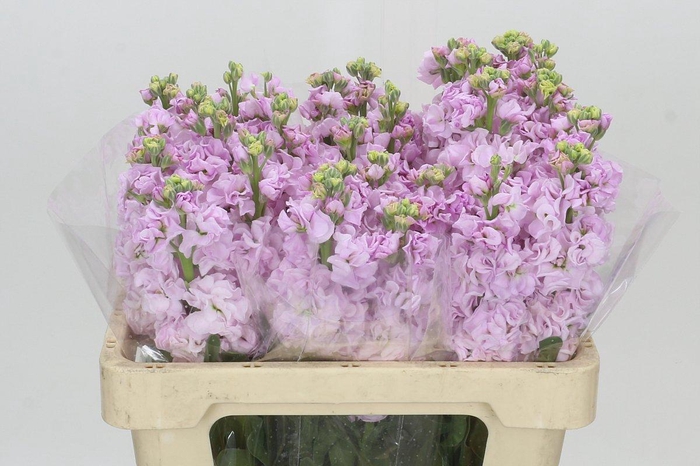 <h4>Matthiola Iron Cherry Blossom</h4>