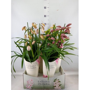 Cymbidium   ...mix