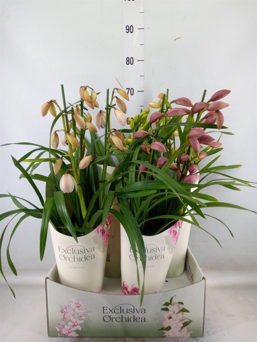 <h4>Cymbidium   ...mix</h4>