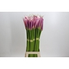 Zantedeschia Eydolls Purple Pink