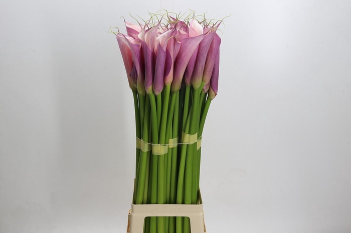 Zantedeschia Eydolls Purple Pink