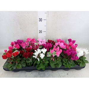 Cyclamen KL 'Micro'