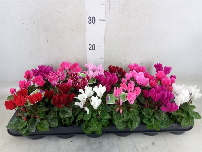 <h4>Cyclamen KL 'Micro'</h4>