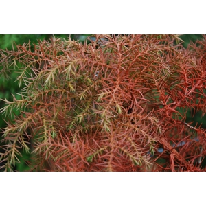 Cryptomeria Elegance Red per Bunch